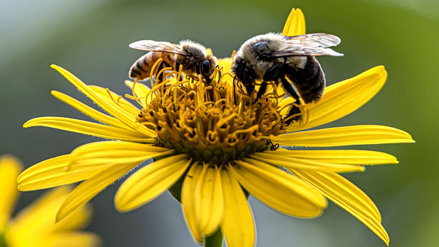 negative-space-bees-yellow-flower-620x350.jpg