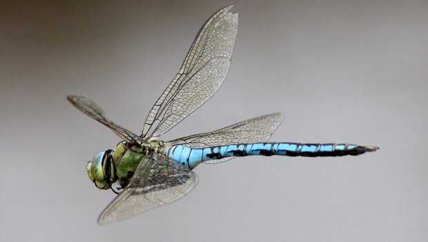 1280px-Emperor-Dragonfly-8-620x350.jpg