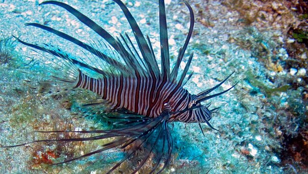 lion-fish-620x350.jpg