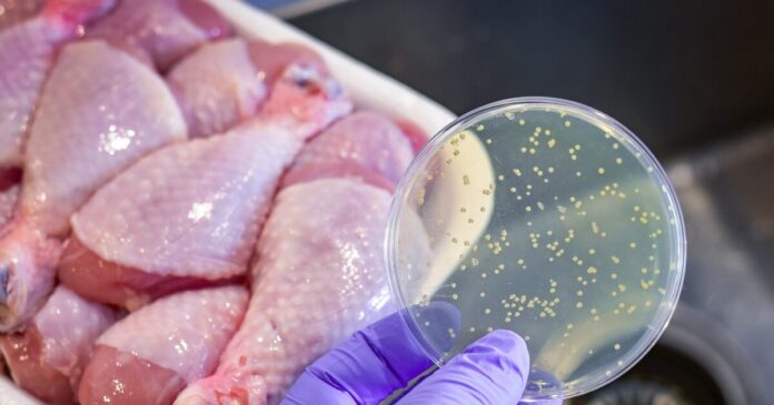 salmonela-istock-1333117917-1-1-1200x630.jpg