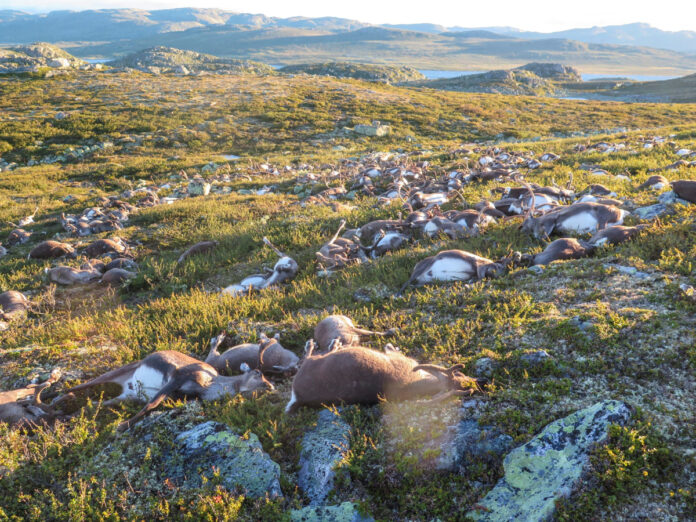 2016-08-29T134141Z_1824761308_S1AETYFUBDAB_RTRMADP_3_NORWAY-LIGHTNING-REINDEER-DEATH-1200x900.jpg