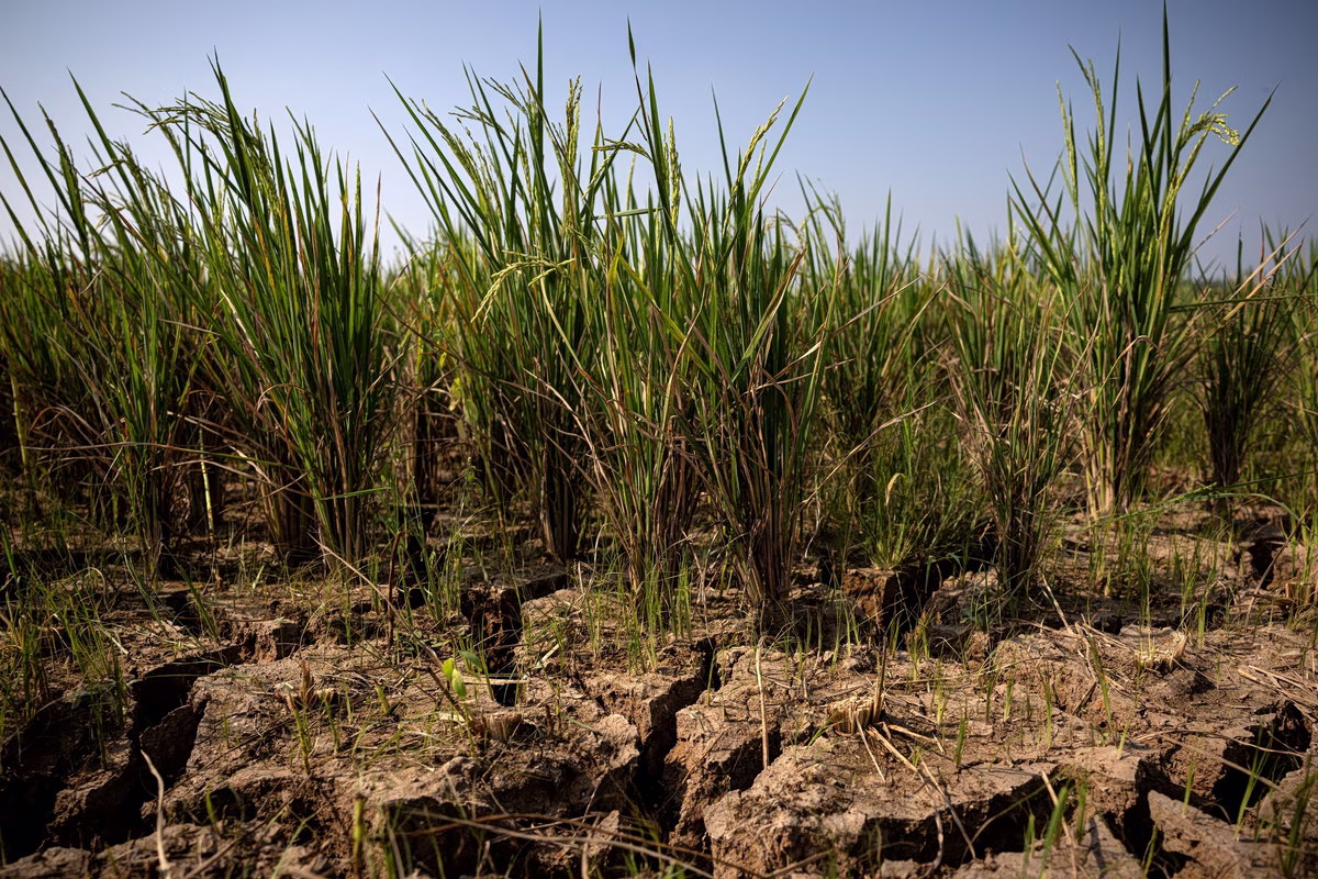 2026-08-05T080008Z_2069545657_RC2VEMAK0LNT_RTRMADP_5_EUROPE-WEATHER-ELNINO-HUNGER-1200x800.jpg