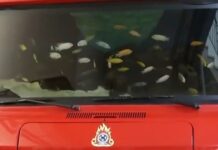 Χανιά: Πυροσβέστες μετέτρεψαν πυροσβεστικό όχημα σε ενυδρείο