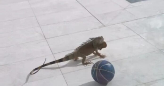 iguana-antetokounmpo-1200x630.jpg