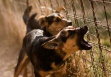 Σκυλιά δάγκωσαν 3 άτομα στη Βάρη: Ανήκουν σε συγγενικό πρόσωπο του Στέφανου Τσιτσιπά
