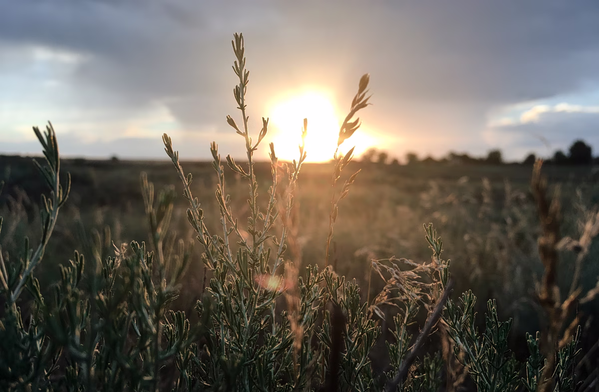 nature-sky-field-ecosystem-grass-grass-family-1452367-pxhere.com_-1200x786.jpg
